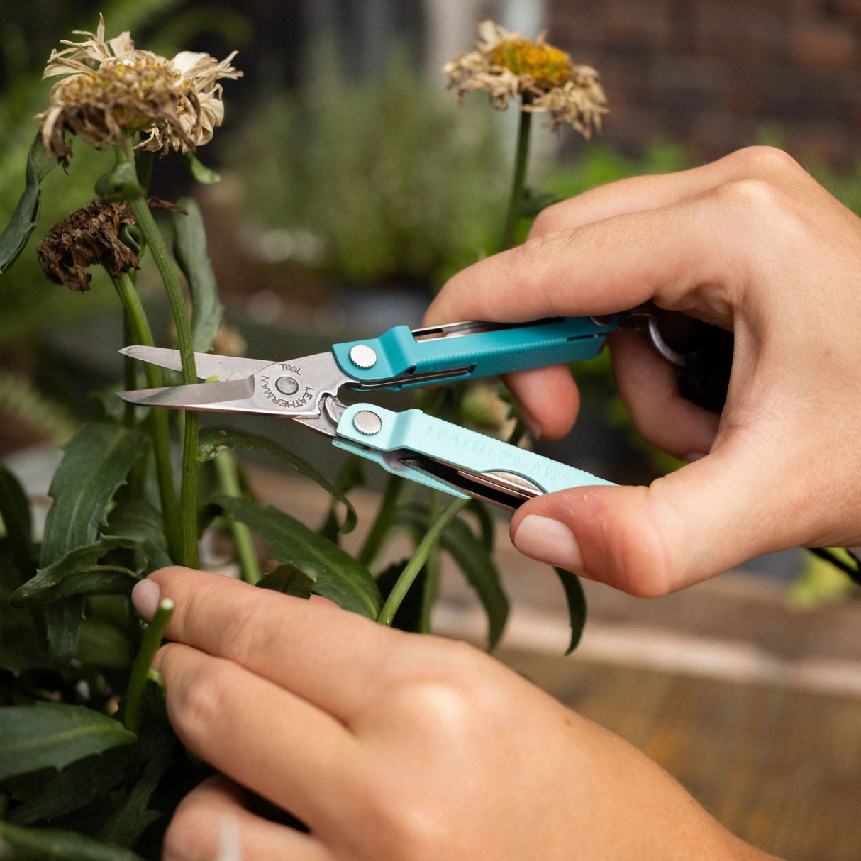 Translation missing: es.Parakeet Leatherman Micra® scissors being used to prune a flower stem
